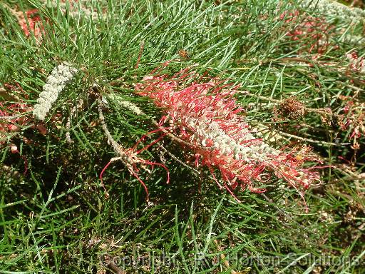 Grevillea 