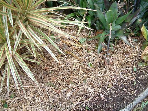 Mulch_straw 