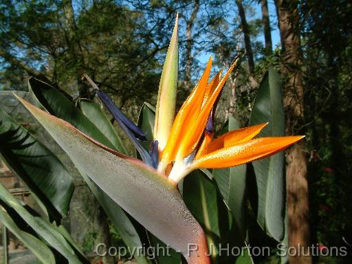 Strelitzia 