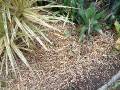 Mulch_straw 