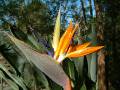 Strelitzia 