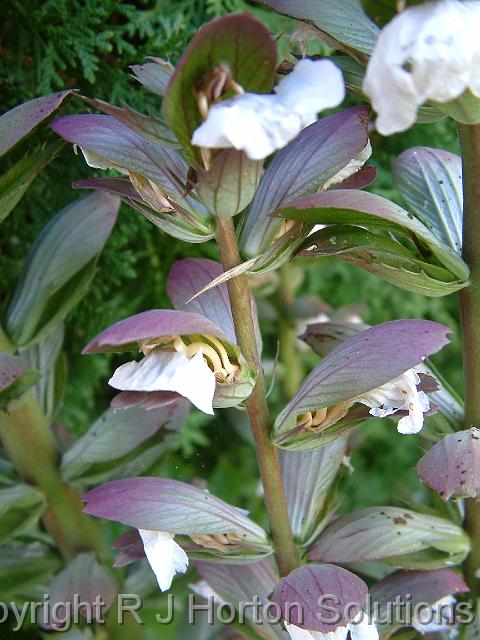 Acanthus