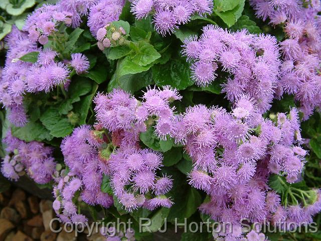 Ageratum