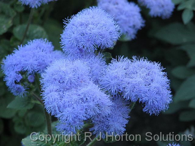 Ageratum_1