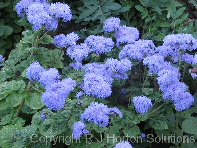 Ageratum_3