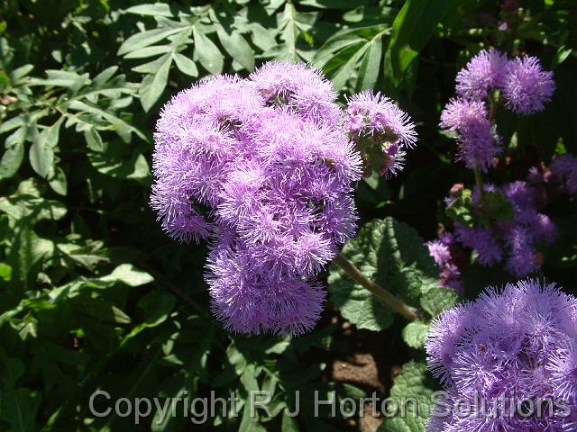 Ageratum_5