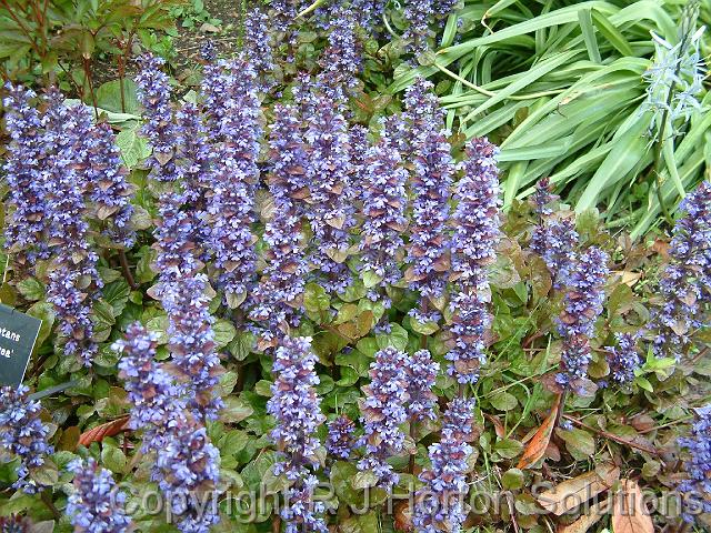 Ajuga