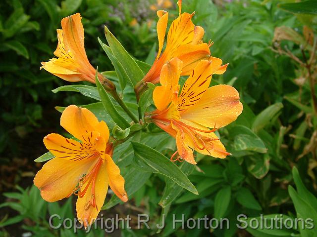 Alstroemeria