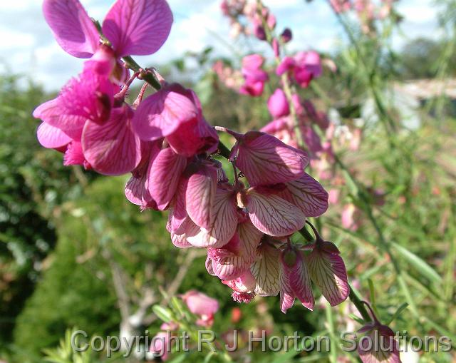 Angelonia