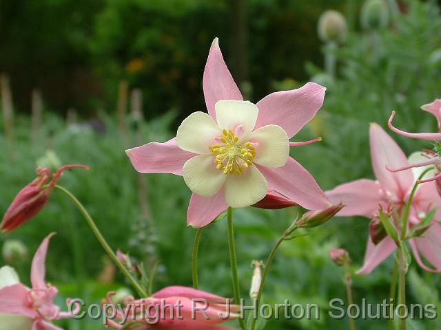 Aquilegia