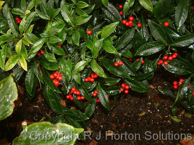 Ardisia