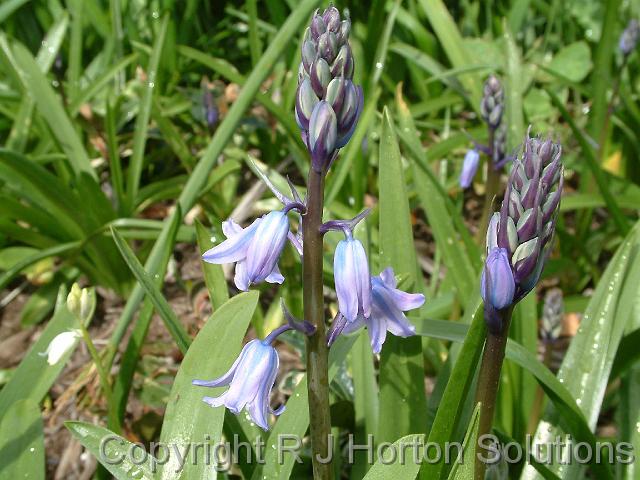 BlueBell