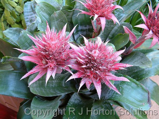 Bromeliad_2