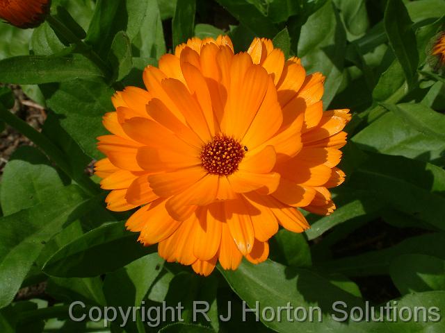 Calendula