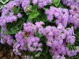 Ageratum 