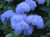 Ageratum_1 