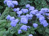 Ageratum_3