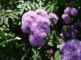 Ageratum_5