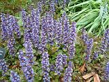 Ajuga