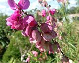 Angelonia 