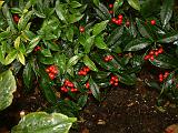 Ardisia 