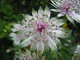 Astrantia