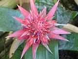 Bromeliad 