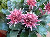 Bromeliad_2