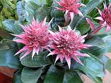 Bromeliad_2