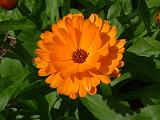 Calendula 