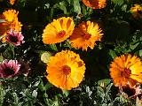 Calendulas 