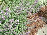 Catmint 