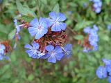 Ceratostigma 