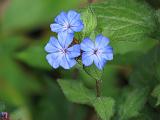 Ceratostigma_1 