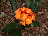Clivia