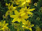 Coreopsis 