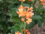 Crossandra 