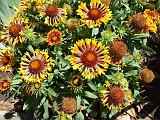 Gaillardia 