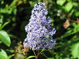 caryopteris