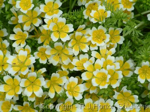 Limnanthesdouglasii 