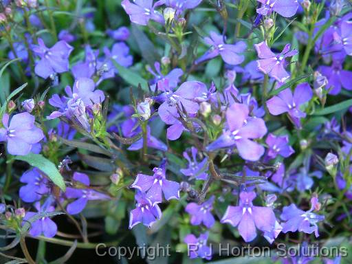 Lobelia 