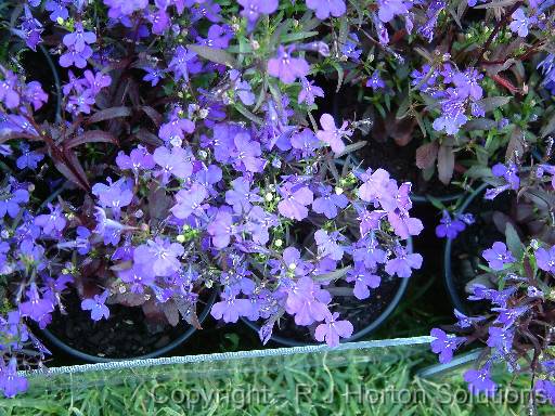 Lobelia_2 