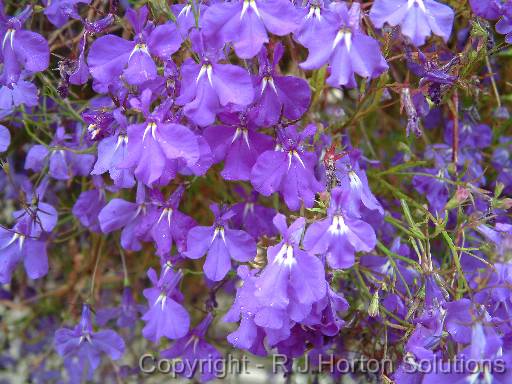 Lobelia_3 