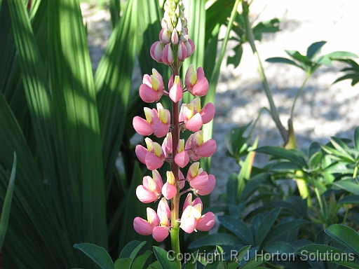 Lupin