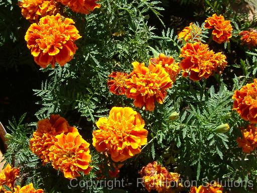 Marigolds 