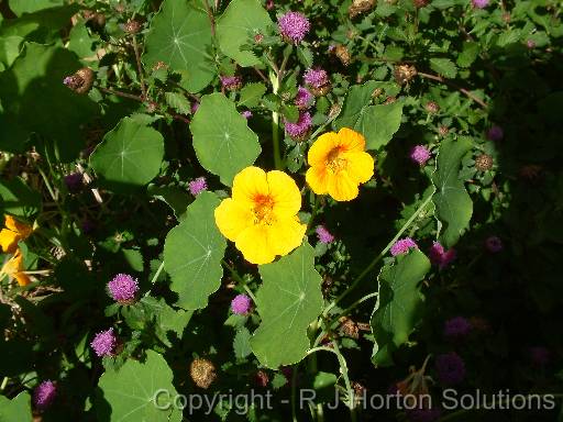 Nasturtium 