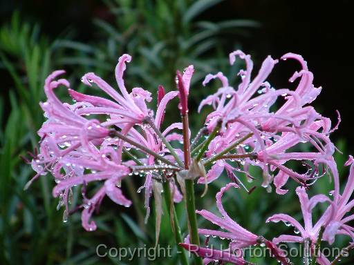 Nerine 