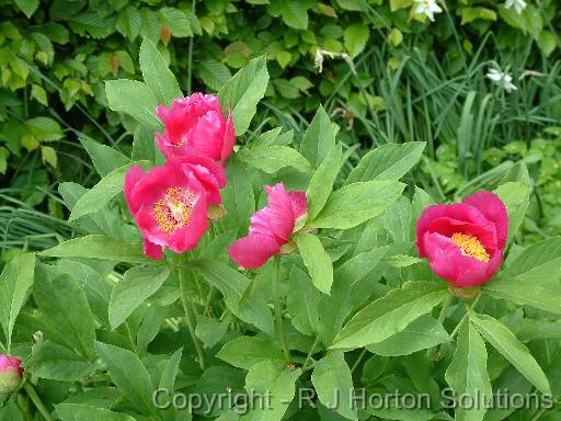 Paeony 