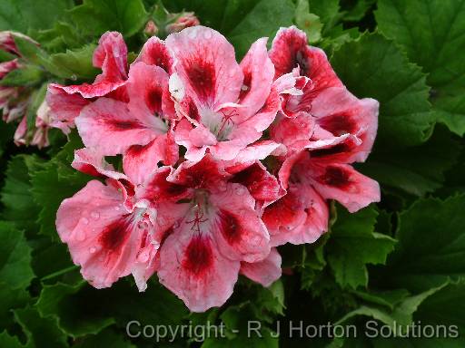 Pelargonium 