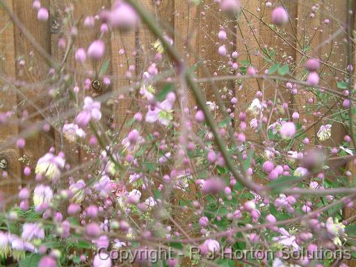 Thalictrum 